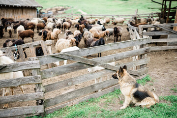 Obraz premium Sheep-dog, sheeps and goat on the farm. Agritourism concept. Life in the countryside