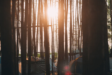 Sunset in a tent camp standing in a pine forest, camping