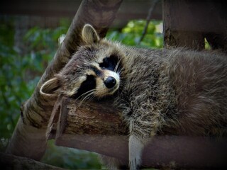 sleeping raccoon  © danielle