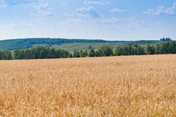 Yellow field and green forest.