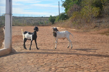 Cabritos goats Piaui