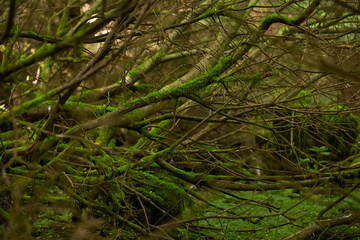 Mossy timberland. Tree trunks mossy. Tree trunk green moss. Mossy tree trunk on ground