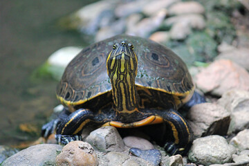 Chiapas tortoise in a zoo