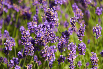 Fototapeta na wymiar Blooming japanese lavender flowers close-up in the green summer garden.
