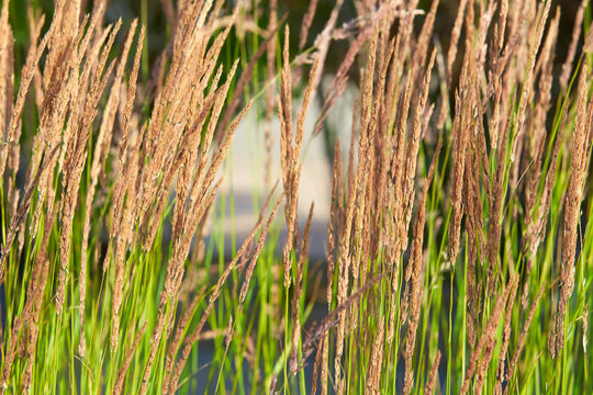 Ornamental Karl Foerster Feather Reed Grass (Calamagrostis acutiflora)
