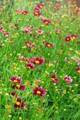 red and yellow flowers. red flowers in the garden. Wild flowers