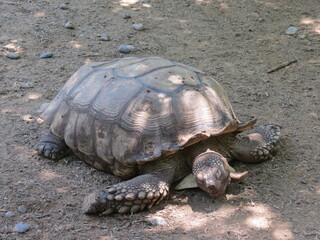 Obraz premium Tortuga