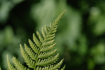 Athyrium filix-femina on a natural green background.