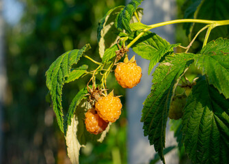 Yellow raspberry growing on bush. 
Bright sweet summer berries. Rubus ellipticus, commonly known as golden evergreen raspberry or yellow Himalayan raspberry. - obrazy, fototapety, plakaty