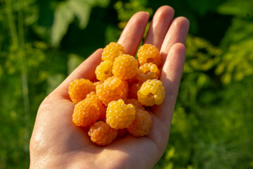 A handful of Yellow raspberry holding in a hand. Rubus ellipticus, commonly known as golden evergreen raspberry or yellow Himalayan raspberry. Vegan dessert.  - obrazy, fototapety, plakaty