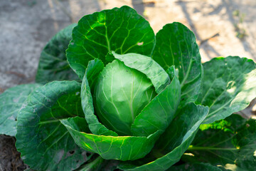 Fresh cabbage from farm field. View of green plants. Non-toxic vegetables. Organic farming. Cabbage grow in the garden. Agriculture background. The cultivation of cabbage (Brassica oleracea). 