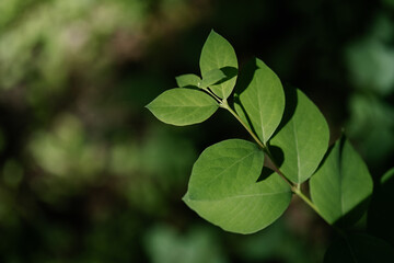 Obraz premium A branch with green leaves on a natural green background.