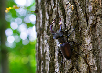 The European stag beetle (Lucanus cervus) close-up shot in the habitat of this species. Stag beetle nature background. Stag Beetle silhouette. 