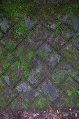 A brick wall with mosses