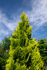 Trees and the clear sky