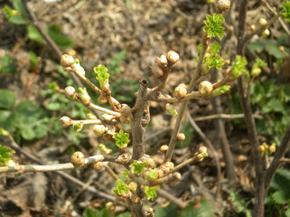 Spring, currant bush damaged by a kidney mite. Diseases of plants, a branch of a bush with traces of glass. Gardening and agricultural technology, planting care.