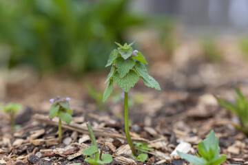 Close up shot of freshly grown mint plant