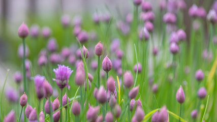 Obraz premium Close up shot of Allium flower buds in the garden