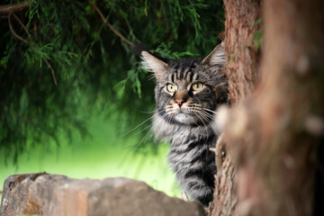 tabby maine coon cat outdoors under a conifer tree observing the area