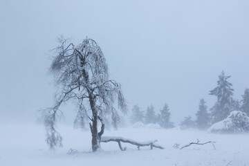 Fototapeta na wymiar Die Äste eines Baumes sind mit Schnee und Eis bedeckt. Sie bewegen sich im Sturm. Ein großer Ast ist abgebrochen.
