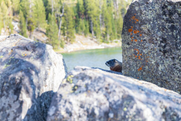 Marmot sitting on rock with forest and lake background