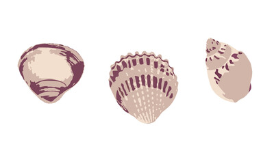 Set of seashells flat vector illustration. Sea vacation present. Scallop and cockleshell. Decoration and marine pattern element.