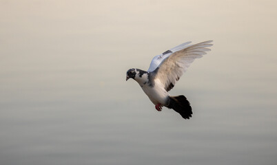Pigeon preparing to land