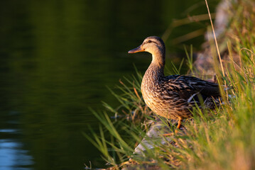 Duck sitting by the lake