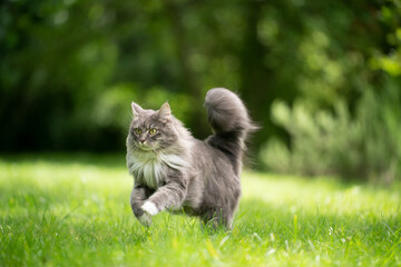 gray white maine coon cat with fluffy tail running on green lawn outdoors in the back yard