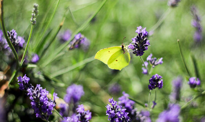 A butterfly sitting on a lavender flower surrounded by a blurry background of blooming lavender