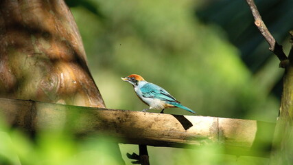 Scrub tanager (Stilpnia vitriolina) perched in a piece of bamboo on a farm in the Intag Valley outside of Apuela, Ecuador