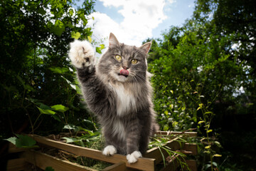 Naklejka na ściany i meble hungry gray white maine coon cat sitting on wooden frame of compost heap outdoors in garden raising paw reaching for treats
