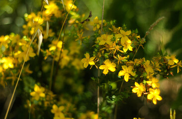 wild grasses with flowers in the meadows of tuscany 