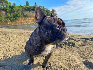 Peinzende Franse Bulldog aan de kust. Leuke droevige hond die op strand op zee kijkt.