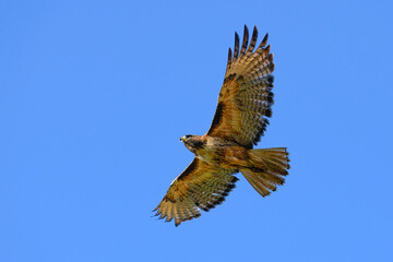 A red-tailed hawk flying in isolation against a clear blue sky over Western Washington State in...