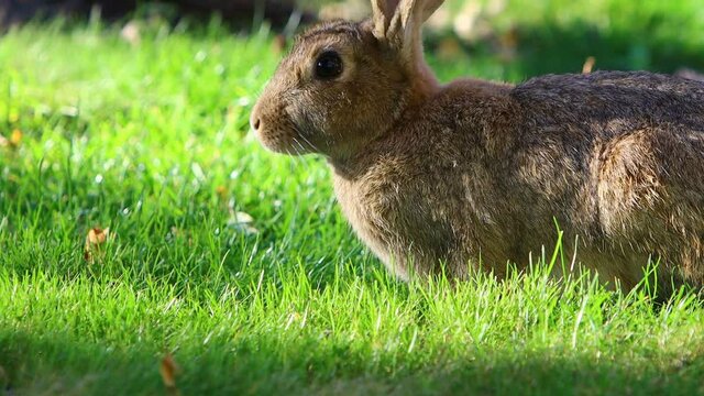 Eared rabbit eating grass. Wild bunny life.