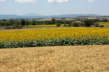 Sunflower fields in Tuscany on a Tuscany landscape 