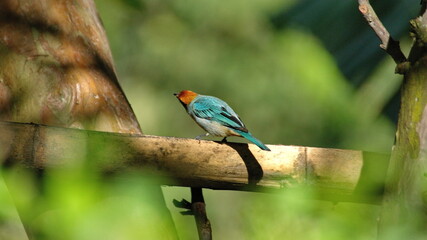 Scrub tanager (Stilpnia vitriolina) perched in a piece of bamboo on a farm in the Intag Valley outside of Apuela, Ecuador