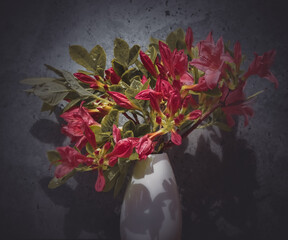 Azalie w wazonie, wyizolowane z tła, różowe kwiaty