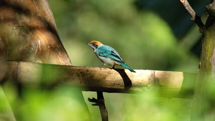Scrub tanager (Stilpnia vitriolina) perched in a piece of bamboo on a farm in the Intag Valley outside of Apuela, Ecuador