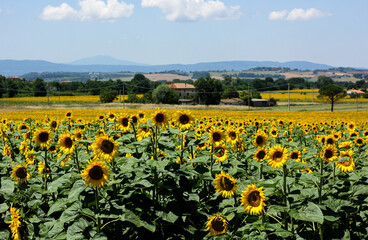 Sunflower fields in Tuscany on a Tuscany landscape 
