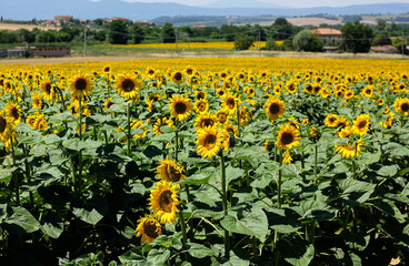 Sunflower fields in Tuscany on a Tuscany landscape 
