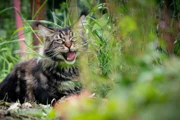 Naklejka na ściany i meble Tabby Maine coon cat outdoors in garden eating grass looking at camera