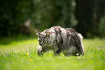 gray silver tabby maine coon cat walking on sunny lawn with copy space