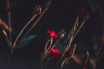 Firletki piękne kwiaty na ciemny tle