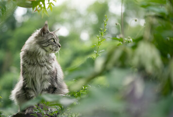 Naklejka na ściany i meble gray silver tabby maine coon cat sitting outdoors in green back yard observing the area