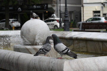 Gołębie przy fontannie - obrazy, fototapety, plakaty