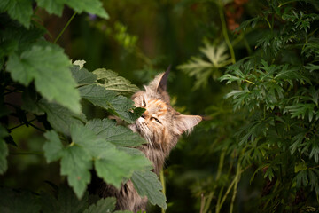 tortie maine coon cat smelling leaf of a plant outdoors in garden