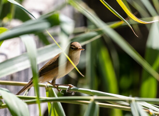 Close up of a brown old world flycatcher bird standing on a green twig on a tree on a summer day