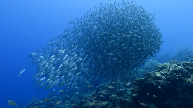 Bait ball, school of fish in the turquoise water of coral reef in Caribbean Sea, Curacao